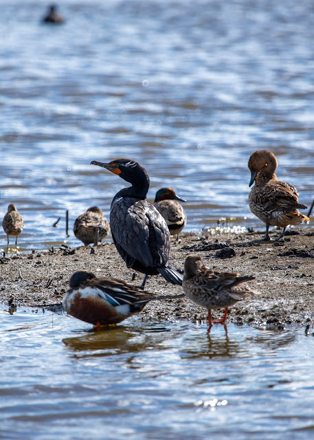 Double-Crested Cormorant with Breeding Plumage and Shorebird Friends