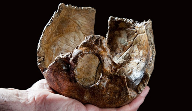 Частичный череп возрастом 400 000 лет из Суонскомба в Кенте