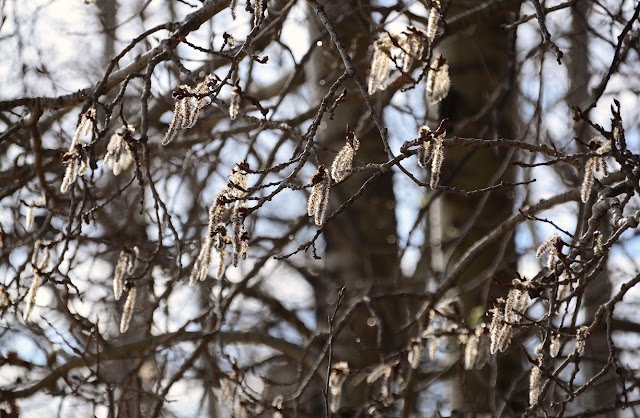 Aspen, populus tremuloides, catkin, Walpurgis Night, May Day, Beltane