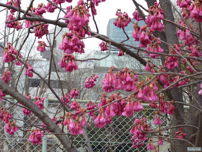 靭公園寒緋桜