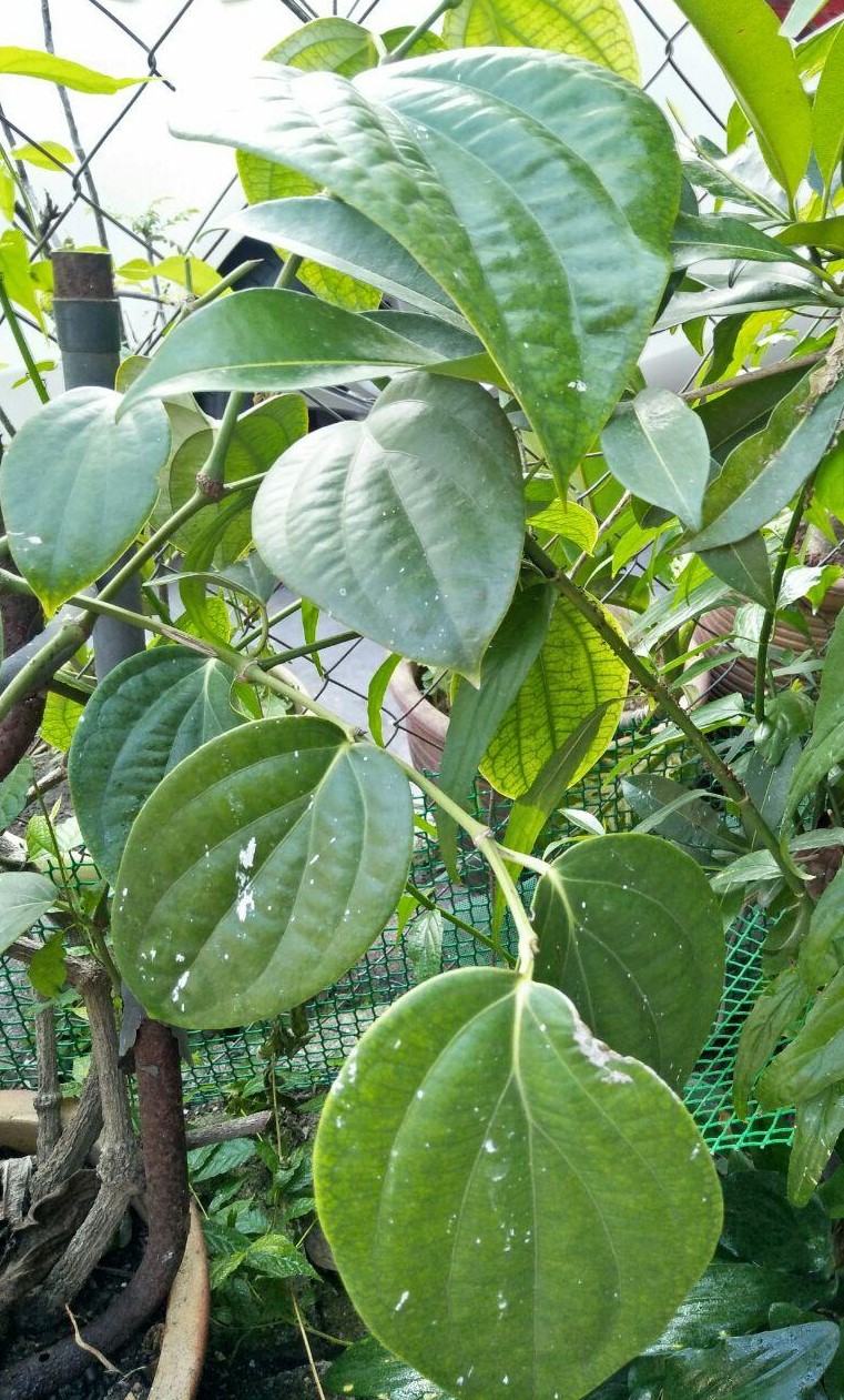 HERBA LADA  HITAM 