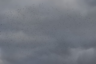 Lapwings