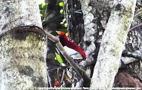 Birding and wildlife watching tour in Susnguakti forest of Arfak mountains of West Papua, Indonesia