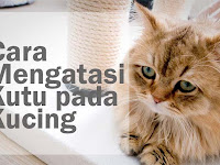 Cara Menghilangkan Kutu Pada Kucing Yang Masih Kecil