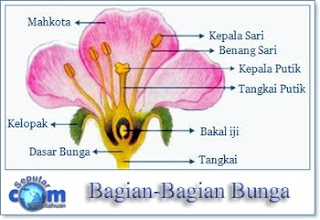 Bagian - Bagian Bunga Dan Fungsinya Lengkap