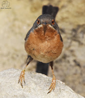 Curruca carrasqueña