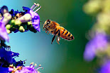 BEES DYING YEAR ROUND