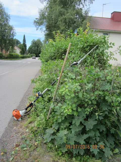 Orapihlaja-aitojen leikkauksia tehty jo yli 40 vuotta joten asiat sujuvat rutiinilla Yhteys Talonmiespalvelu@gmail.com