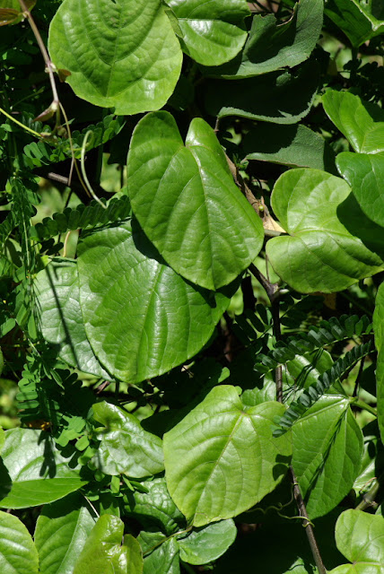 Cissus verticillata