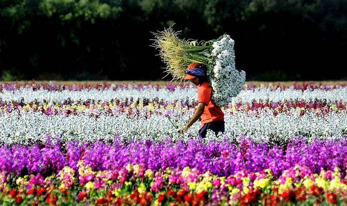 Millions of Flowers in California