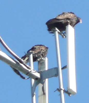 buzzards on the microwave tower