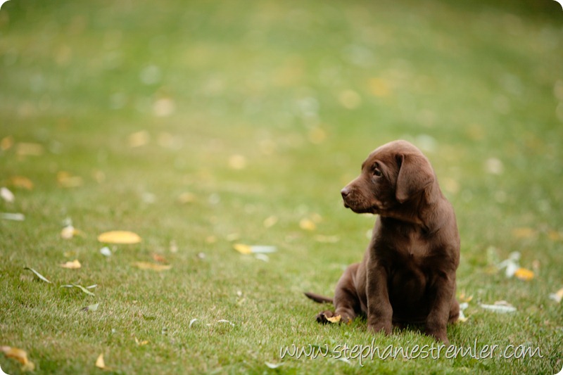 Lynden-Pet-Photographer-Chocolate-Lab-Puppies-104