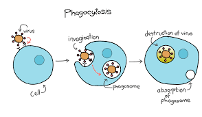 Innate immunity