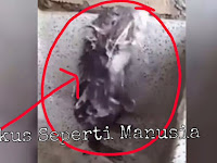 Viral, Video Tikus Mandi Seperti Manusia Ini Beredar di Sosmed