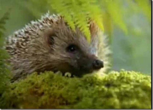hedgehog3