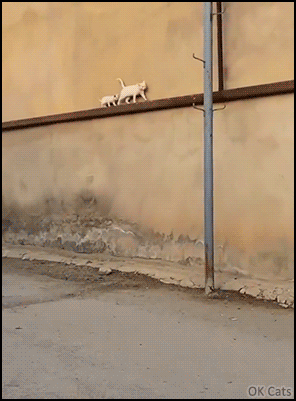 Aww... every 10 steps, Mama cat locks bak to check her beloved kitty