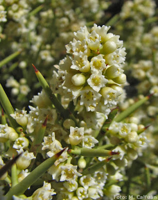 flora de la estepa patagonica