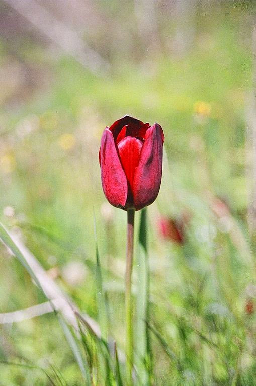 Gambar Bunga Tulipa Cypria | Tulip Cyprus