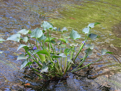 鴨舌草