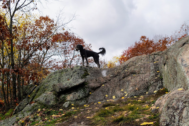 Dog on large rock on Cooper's Falls Trail