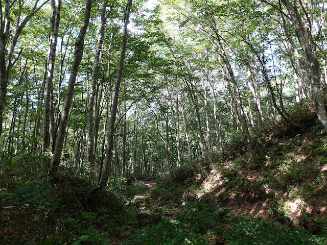 烏ヶ山登山道