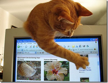 web designer for cat