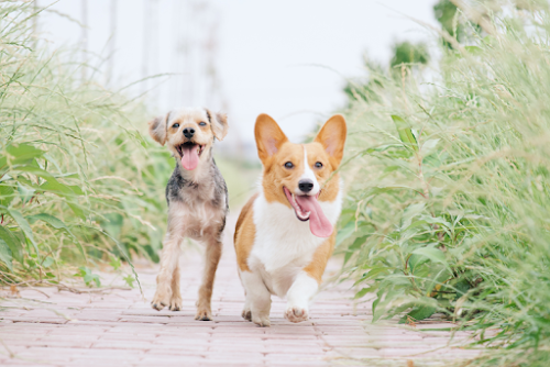 Two dogs are running down a path between tall grass