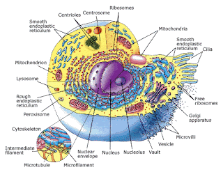 Cell picture Scienceinhand.com