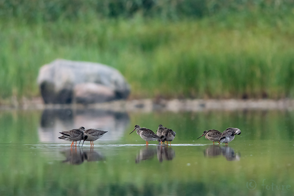 Tumetilder, Tringa erythropus, Spotted Redshank, Dusky, tilder