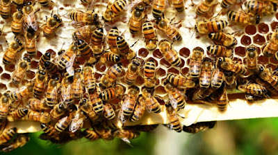 klasifikasi lebah ( apis sp. ) dan contoh jurnal biologi