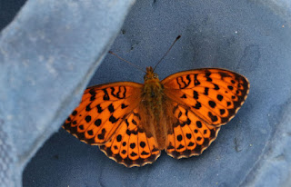 A beautiful butterfly on my flipflop