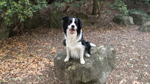 保護犬 ボーダーコリー トーマ