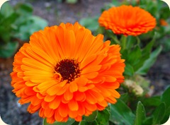 flor-de-calendula