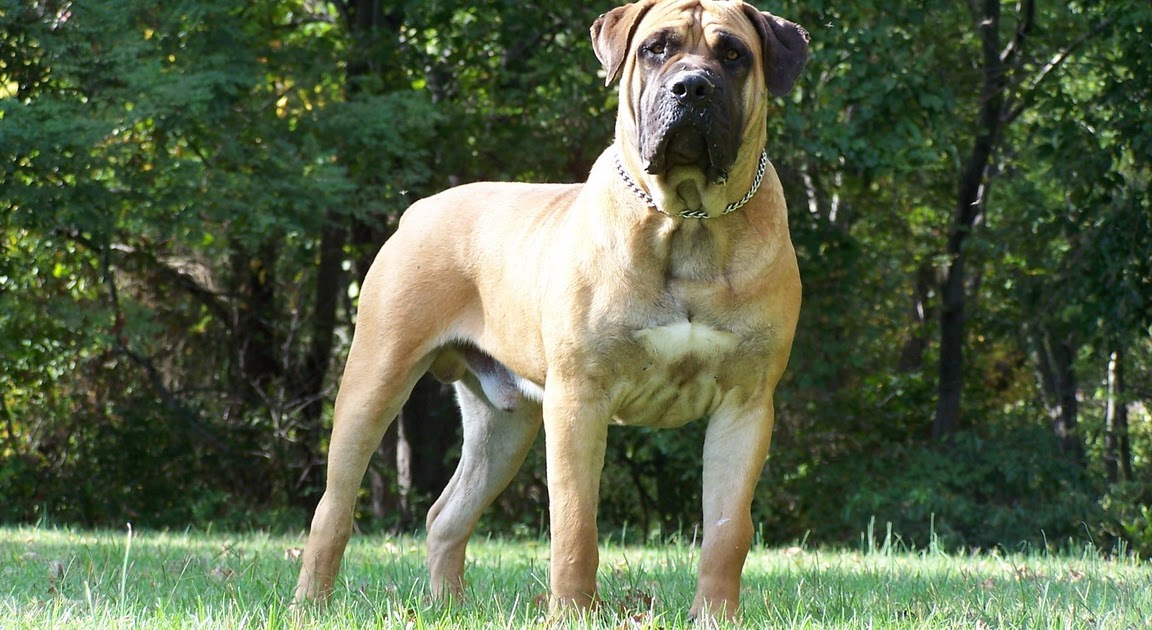 LAMBORGHINI: Boerboel Dog