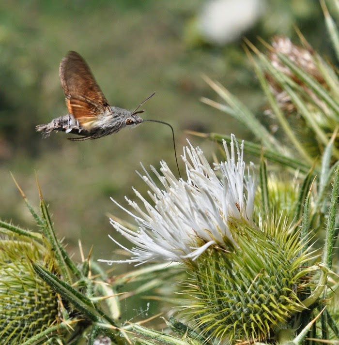 Papillon