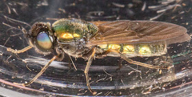 Broad Centurion, Chloromyia formosa. In my light trap in Hayes on 18 June 2015.