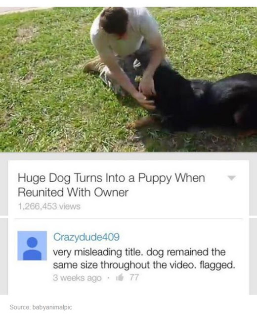 A comment about a misleading video of a huge dog