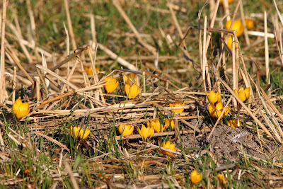 Gele Krokus - Giel Krookje - Crocus angustifolius x flavus