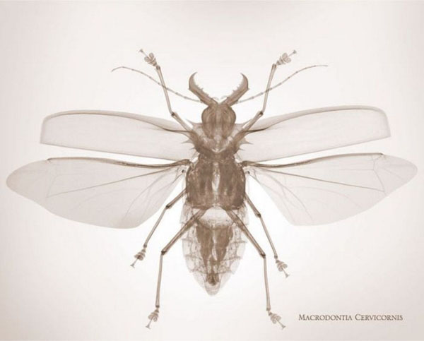 fotografia,rayos x,photographs,x rays,nick Veasey,black,white,interior,insecto,insect,macrodontia cervicornis