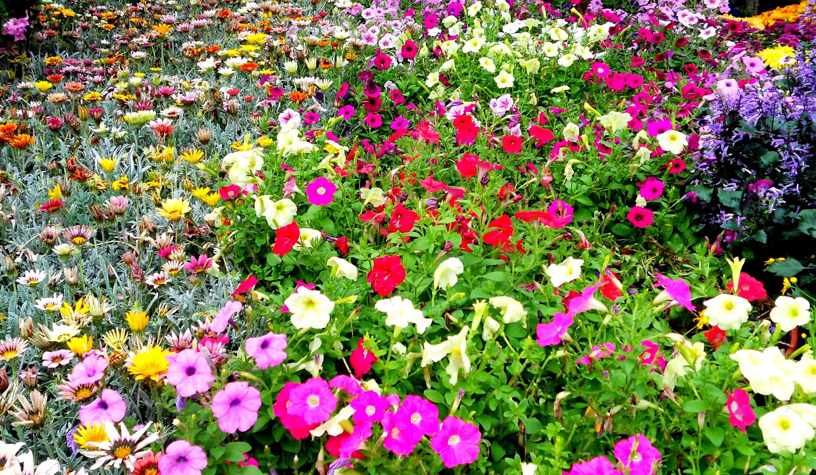 Pesta Bunga Floria Putrajaya 2020 Relaks Minda