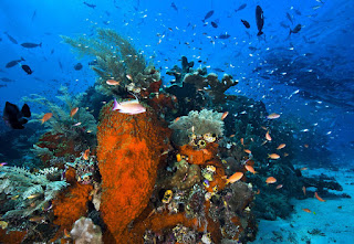 Eksotisme pemandangan bawah laut Taman Nasional Teluk Cendrawasih