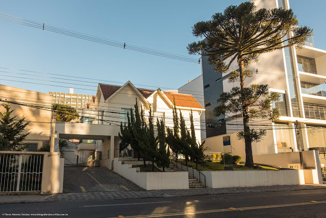 Araucária no jardim de uma casa na Rua Benjamin Lins