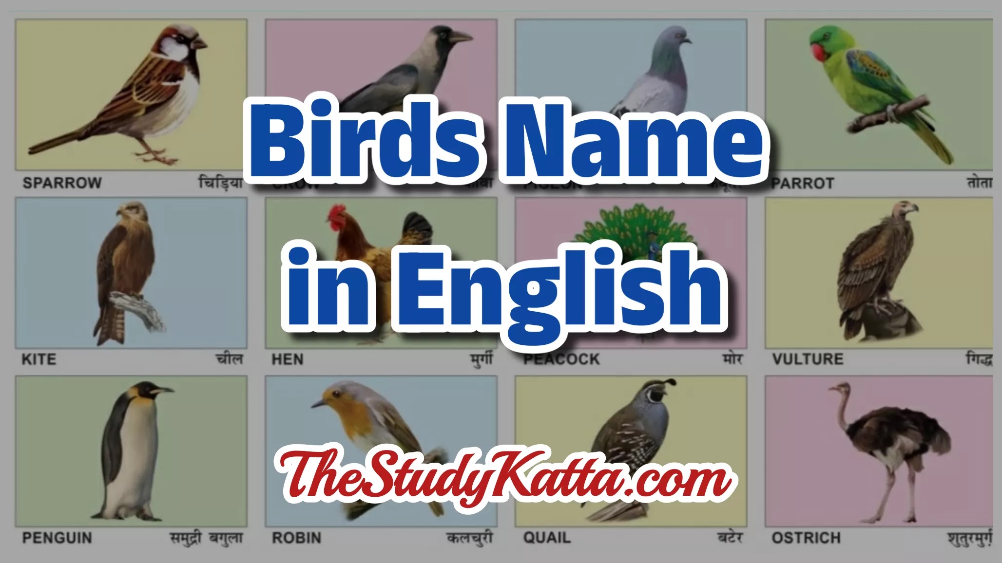 Birds Name in English | Birds Names in English | Names of  Birds in English | Birds Names | पक्षांची नावे इंग्रजी व मराठी