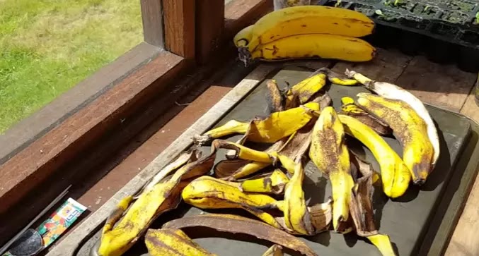 How to make Banana peels as fertillizer