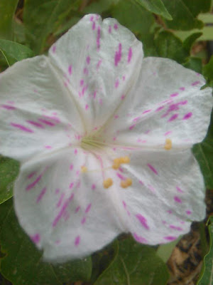 flor de periquito