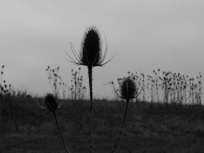 Teasel-Teazle-Plant-Seed-Heads-Silhouette-UK