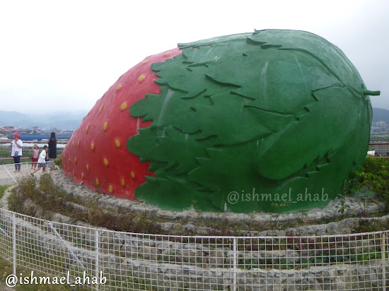 Giant strawberry in Strawberry Farm in La Trinidad, Benguet