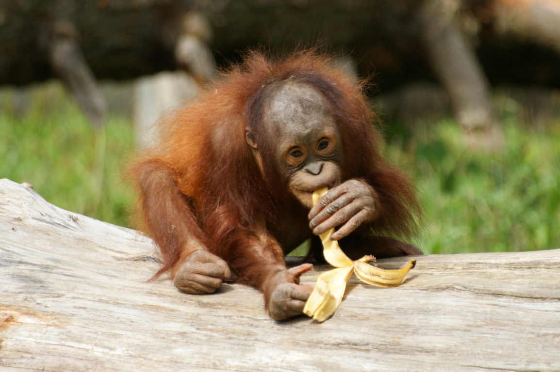 Let's Draw Endangered Species! : ): Sumatran Orangutan