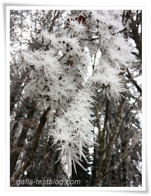 Eisblumen am Ast