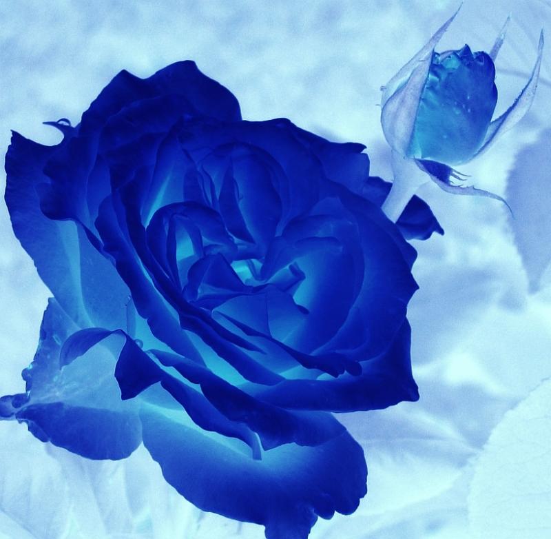 Blue Rose